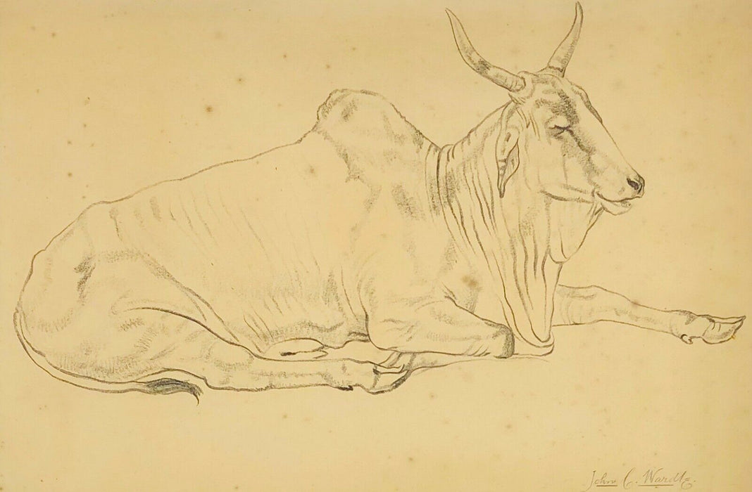 JOHN CLIFFORD WARDLE 'BISON' WILD COW BULL OX PENCIL DRAWING, SIGNED