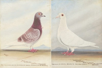 J BROWNE - FRILLY & SNOW FLAKE, 1928, RACING PIGEON OIL PAINTING STUDIES, SIGNED