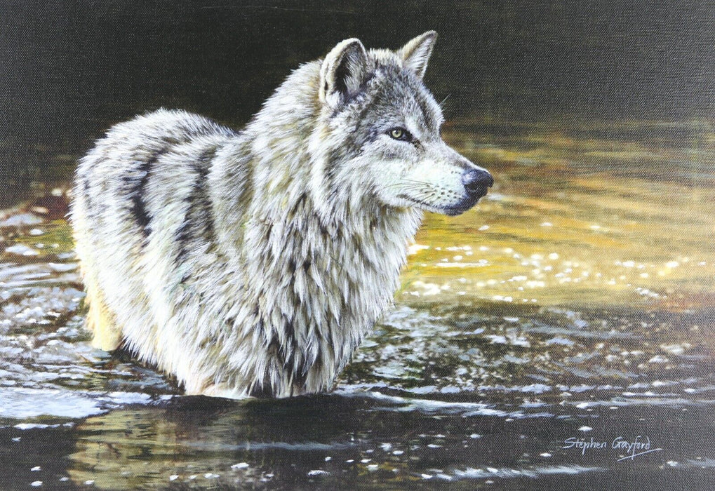 STEPHEN GAYFORD, 'THE DRIFTER', WOLF STUDY, ORIGINAL ACRYLIC PAINTING, SIGNED