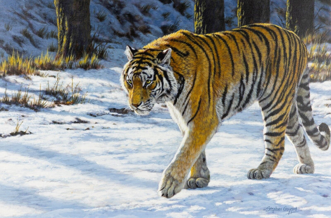 STEPHEN GAYFORD, 'BOARDER CONTROL', TIGER STUDY ORIGINAL ACRYLIC PAINTING SIGNED