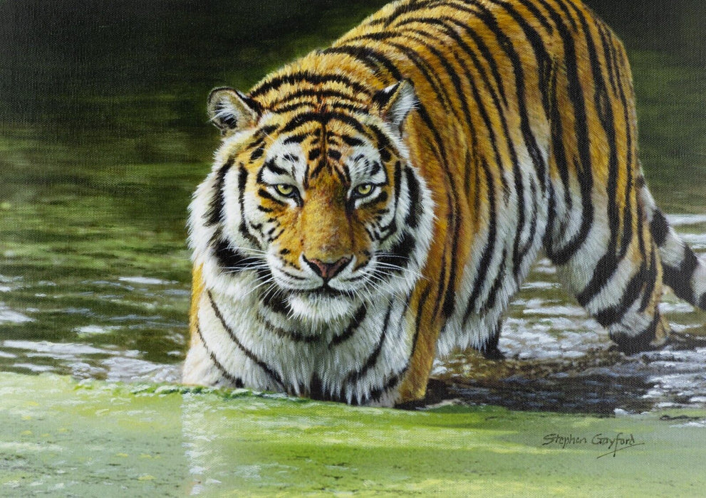 STEPHEN GAYFORD, 'RIPPLES', TIGER ANIMAL STUDY, ORIGINAL ACRYLIC PAINTING SIGNED