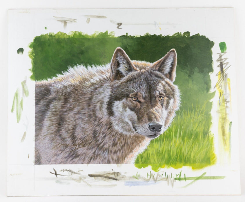 STEPHEN GAYFORD, THE WOLF, ANIMAL STUDY, ORIGINAL ACRYLIC PAINTING, SIGNED