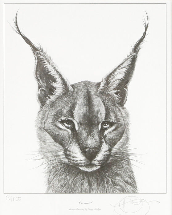 GARY HODGES 'CARACAL' LIMITED EDITION WILDLIFE ANIMAL PRINT 131/1100, SIGNED