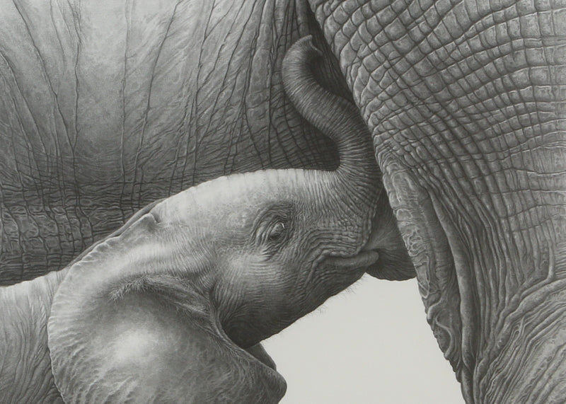 GARY HODGES, 'BABY AFRICAN ELEPHANT SUCKLING', LIMITED EDITION PRINT, SIGNED