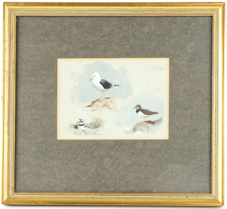 ARCHIBALD THORBURN - GT BACKED GULL, TURNSTONE, RINGED PLOVER, WATERCOLOUR STUDY