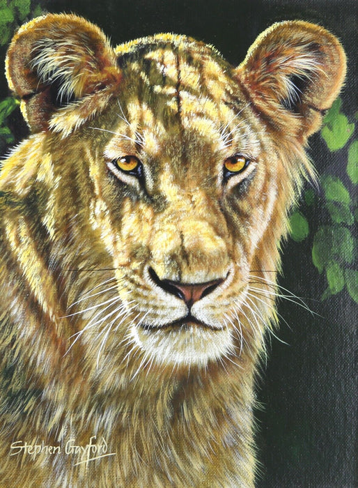 STEPHEN GAYFORD, 'DAPPLED SUNLIGHT', LIONESS STUDY, ACRYLIC PAINTING, SIGNED