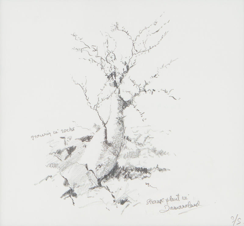 DAVID SHEPHERD 'STRANGE PLANT IN DAMARALAND' ORIGINAL PENCIL DRAWING SKETCH COA