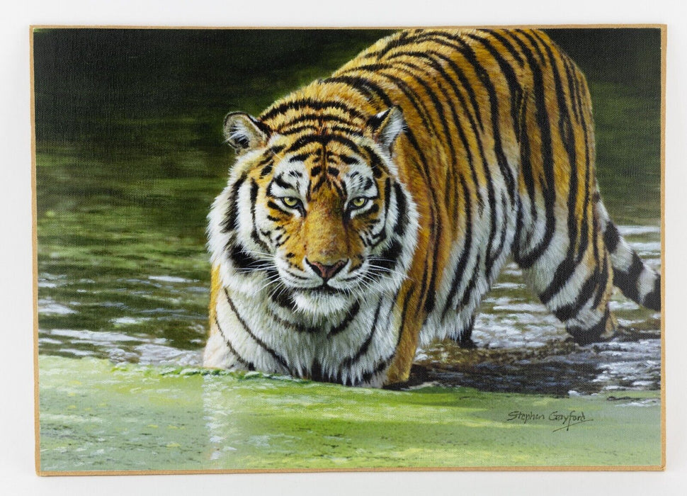 STEPHEN GAYFORD, 'RIPPLES', TIGER ANIMAL STUDY, ORIGINAL ACRYLIC PAINTING SIGNED