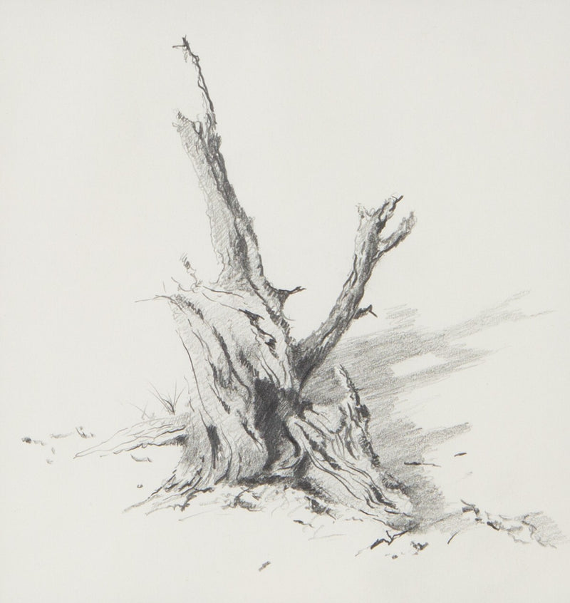 DAVID SHEPHERD, 'TREE ROOT', ORIGINAL PENCIL DRAWING SKETCH & COA