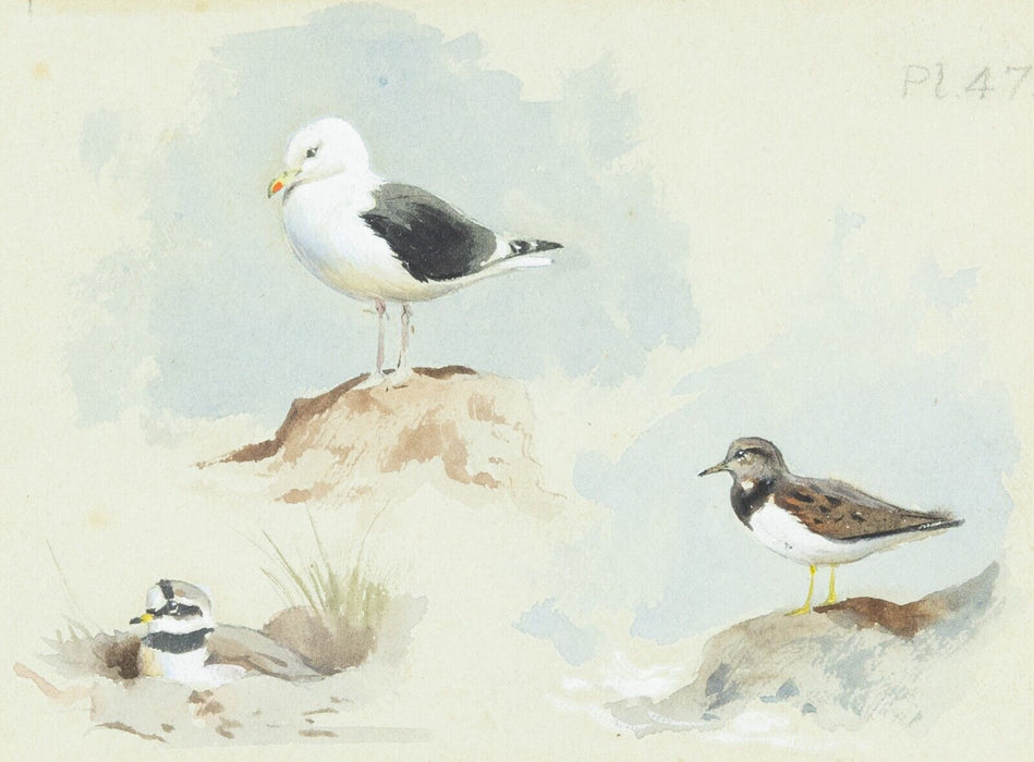 ARCHIBALD THORBURN - GT BACKED GULL, TURNSTONE, RINGED PLOVER, WATERCOLOUR STUDY