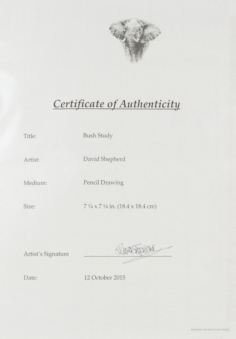 DAVID SHEPHERD, 'BUSH STUDY', ORIGINAL PENCIL DRAWING SKETCH & COA