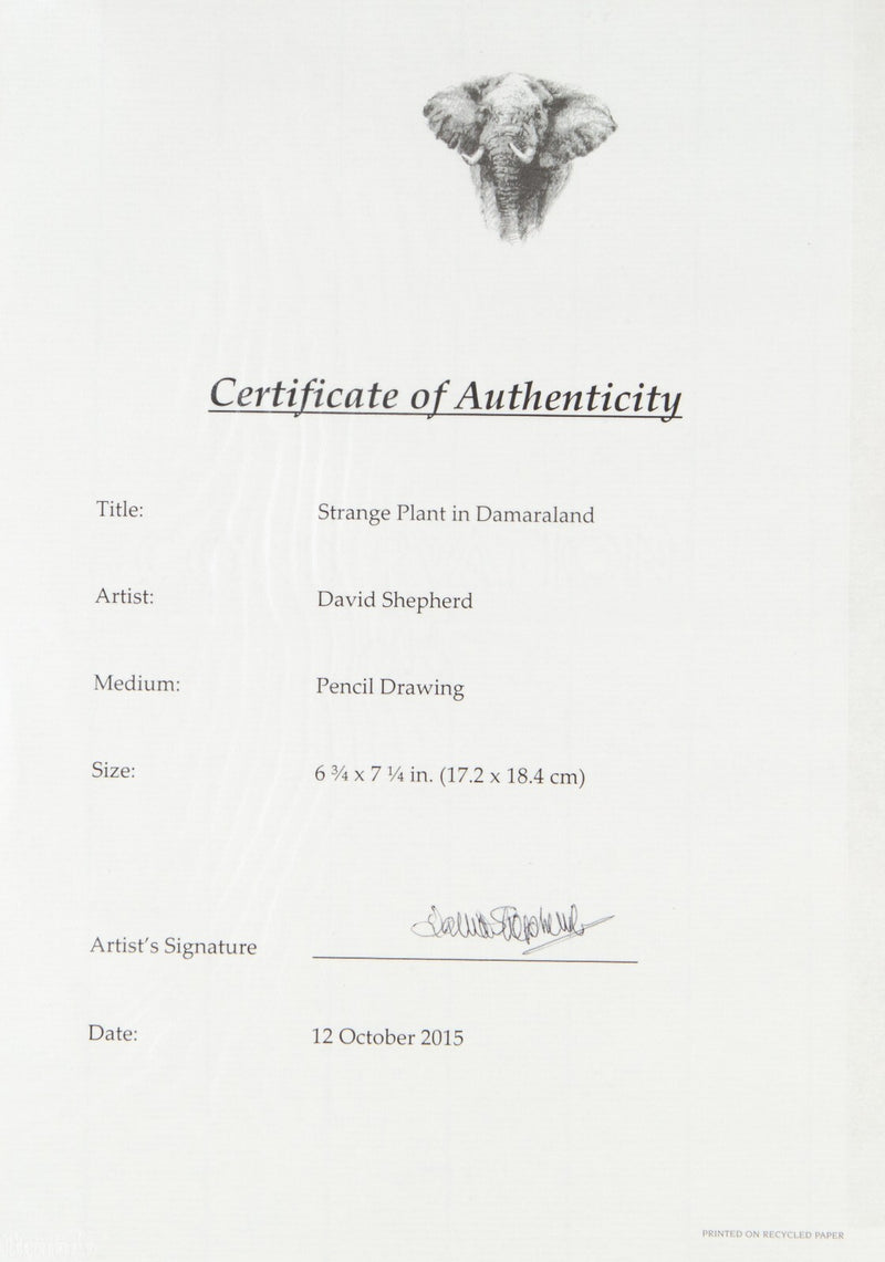DAVID SHEPHERD 'STRANGE PLANT IN DAMARALAND' ORIGINAL PENCIL DRAWING SKETCH COA