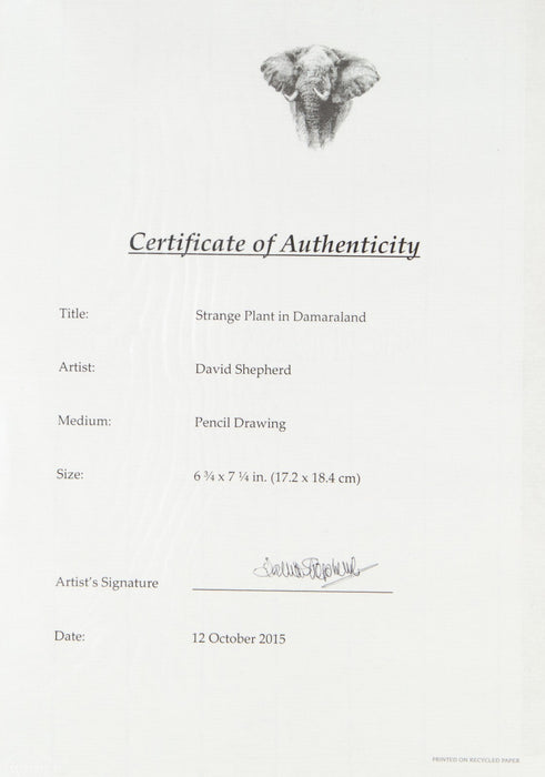 DAVID SHEPHERD 'STRANGE PLANT IN DAMARALAND' ORIGINAL PENCIL DRAWING SKETCH COA