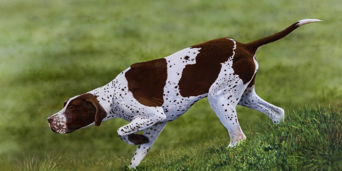 Alan Weston (British, B.1951) -English Pointer- Hunt Dog Study, Gouache ...