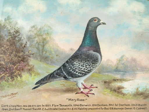 Andrew Beer pigeon