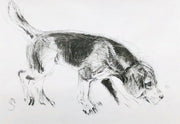 April Shepherd dog