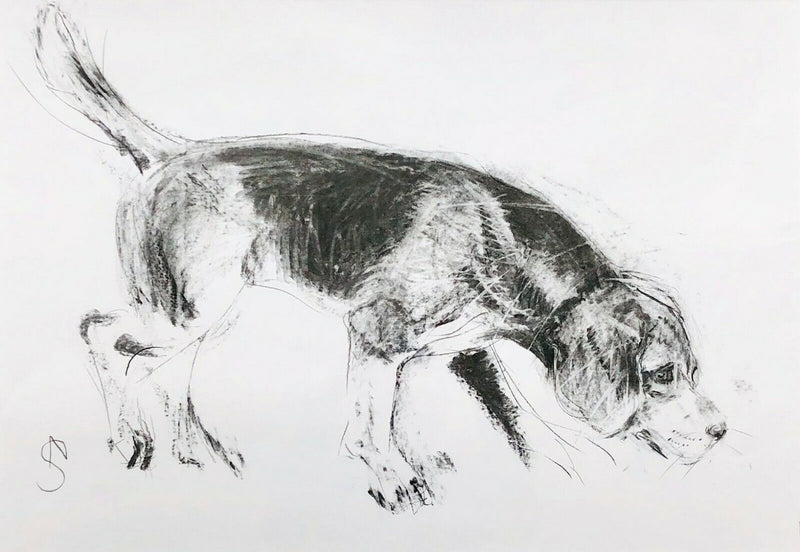 April Shepherd dog