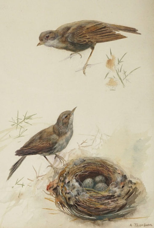 Archibald Thorburn watercolour