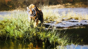 David Shepherd print