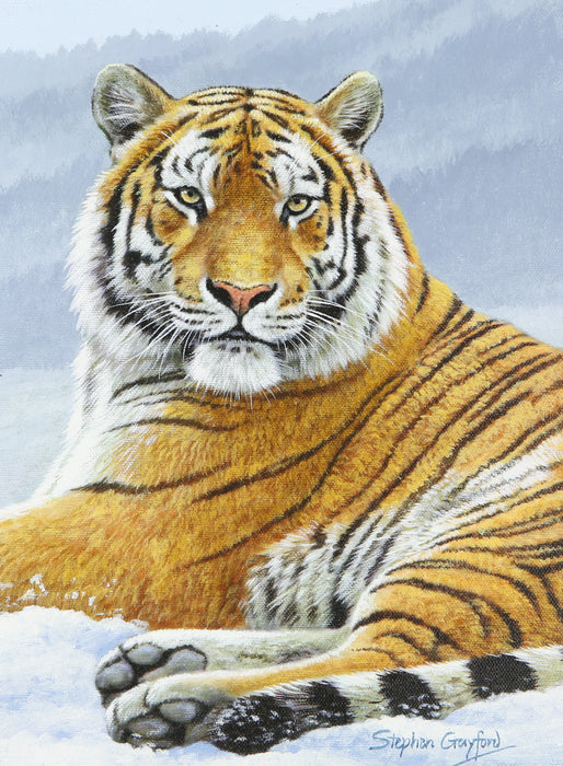 STEPHEN GAYFORD, 'SUPERIORITY', TIGER STUDY, ORIGINAL ACRYLIC PAINTING, SIGNED