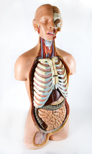 VINTAGE 1960s MEDICAL SCHOOL EDUCATIONAL ANATOMICAL MALE HUMAN TORSO MODEL