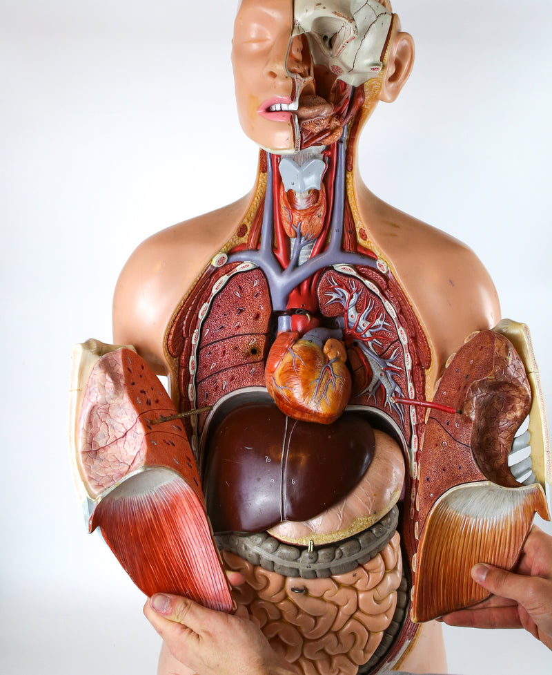 VINTAGE 1960s MEDICAL SCHOOL EDUCATIONAL ANATOMICAL MALE HUMAN TORSO MODEL