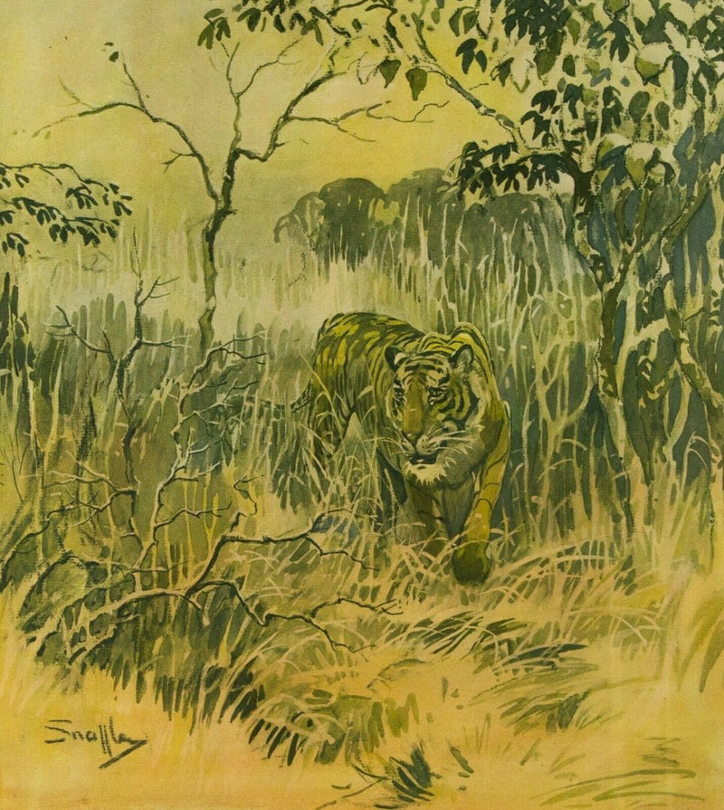 SNAFFLES, CHARLES JOHNSON PAYNE -MISTER STRIPES- TIGER COLOUR PRINT, SIGNED