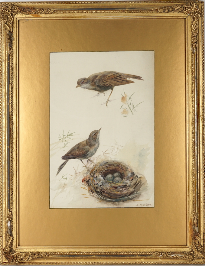 ARCHIBALD THORBURN 'SONGBIRDS BESIDE A NEST' WATERCOLOUR STUDY, SIGNED