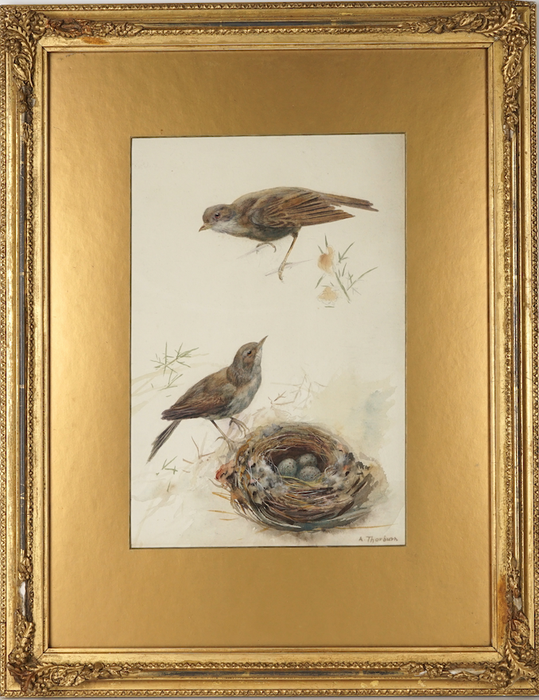 ARCHIBALD THORBURN -SONGBIRDS BESIDE A NEST- WATERCOLOUR STUDY, SIGNED