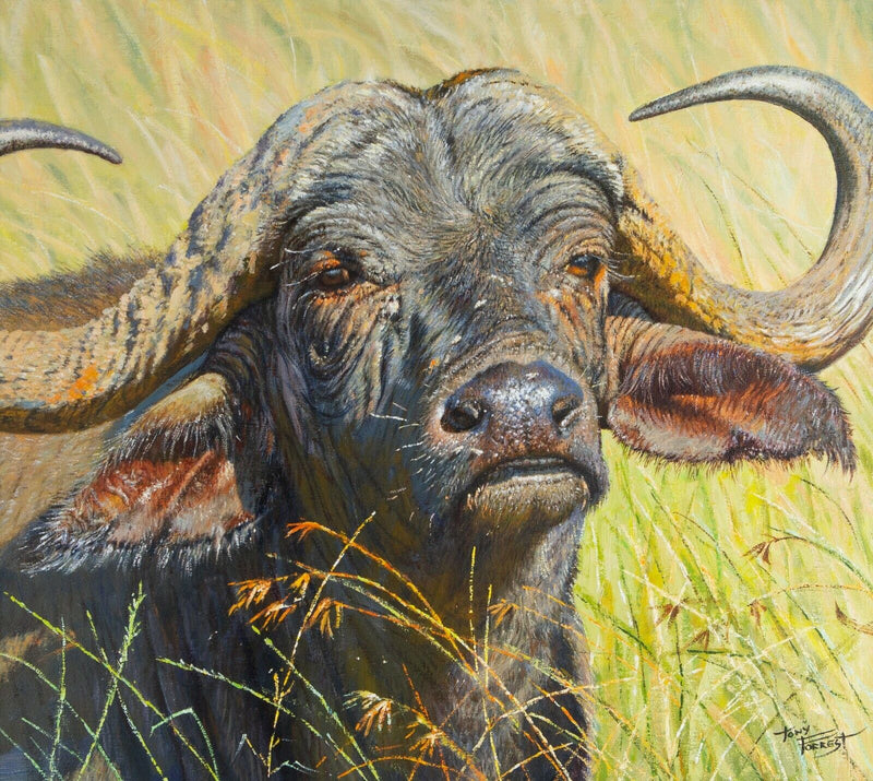 TONY FORREST 'CAPE BUFFALO' AFRICAN BISON STUDY, ORIGINAL OIL PAINTING, SIGNED